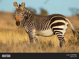 This species' habitat is shrinking, however, and they are now extinct in burundi and lesotho. Cape Mountain Zebra Image Photo Free Trial Bigstock