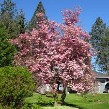 Dark green, ovate leaves turn red for fall color. Pink Dogwood Tree On The Tree Guide At Arborday Org
