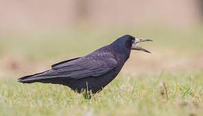 Grote zwarte vogels herkennen | Natuurpunt