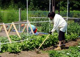 vegetable garden