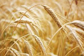 Image result for wheat