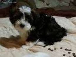 Puppyfinder.com is your source for finding an ideal havanese puppy for sale in usa. Puppyfinder Com Havanese Puppies Puppies For Sale And Havanese Dogs For Adoption Near Me In Appleton Wisconsin Usa Page 1 Displays 10