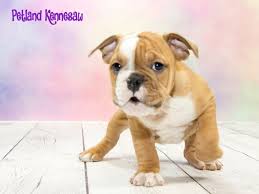 View our puppies online or come into our store to the victorian bulldog is very loyal with a typical bulldog personality. Victorian Bulldog Puppies For Sale Breed Info Atlanta Ga