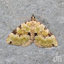 green carpet moth david bradley