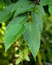 Carpinus caroliniana - Online Virtual Flora of Wisconsin