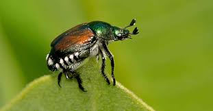 Every year, japanese beetles grow in mass numbers even with the use of sprays and traps. How To Protect Your Trees And Shrubs From Japanese Beetle Damage