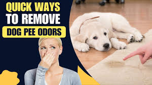 how to remove dog smell from carpet