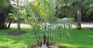 top 17 small or dwarf palm trees with