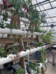 Small scale hydroponics UMN Extension