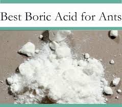 best boric acid for treating ants the