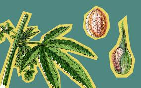 Cannabis Breeding Basics How Are New Strains Made Leafly