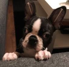 Maybe you would like to learn more about one of these? 4 Best Boston Terrier Breeders In North Carolina 2021 We Love Doodles