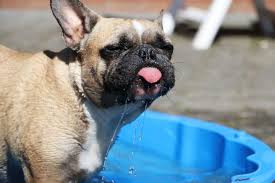 French bulldogs tend to reach their full size between. Can A French Bulldog Swim Let S Find Out All French Bulldog