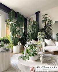 House Plants Indoor Plant Decor Indoor