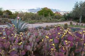 desert botanical garden family