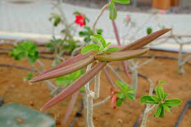 when are desert rose seed pods ready