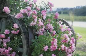 rose flower carpet appleblossom