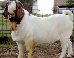 Boer Goat Breed Information Guide Goat Farming