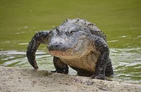 Alligators in Huntsville? City urges caution as sightings have increased -  al.com