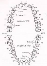 Qualified Dental Chart With Teeth Numbers Tooth Chart With