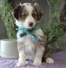 Join millions of people using oodle to find puppies for adoption, dog and puppy listings, and other pets adoption. Mini Australian Shepherd Pet City Pet Shops