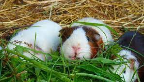 Are Pine Pellets Safe For Guinea Pigs