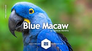 blue macaw quincas moreira royalty