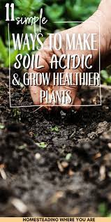 How To Make Soil Acidic 11 Tips To Try