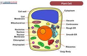 plant cell diagram structure types
