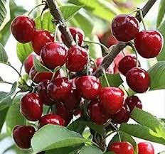 How to grow Prunus Serrulata (Japanese cherry) From Seed And Its Best 7 Uses
