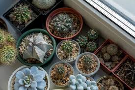 Top 22 Succulents To Grow At Home In