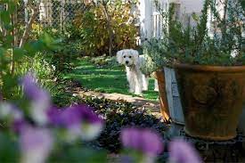 Happy Dog And Protect Your Garden