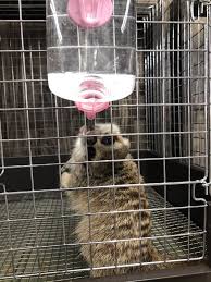 The most important part of trapping is attracting the animal. Help Pumbaa S Pal Nozomi The Meerkat Pet Medical Fundraising With Gogetfunding