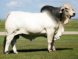 All about the brahman cattle breed, information, characteristics, temperament, milking,skin,meat, health , care, raising, breeding,feeding, breed associations,where to buy and much more. Pin By Nikolas Neon On Reference Animals Cattle Ranching Animals Farm Animals