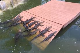 feed real alligators in florida