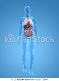 In the human body, there are five vital organs that people need to stay alive. 3d Rendered Illustration Of A Male Body Shape With Organs Canstock