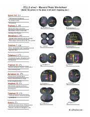 Label the phases of meiosis worksheet answers. Julia Nordstrom Meiosisphases Cells Alive Pdf Cells Alive Meiosis Phase Worksheet Match The Picture To The Phase Diploid Cell Tell What S Happening Course Hero