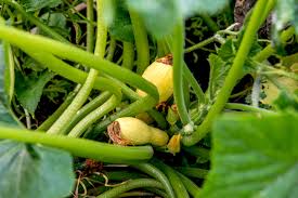 how to grow crookneck squash yellow