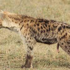 MeToo: female spotted hyenas can show us how to smash the patriarchy - Vox
