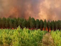Vidéos. Gironde : trois incendies de forêt se sont déclarés dans le Médoc,  à La Teste et à Landiras