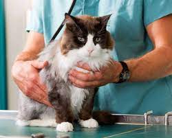 kidney disease in cats expert tips