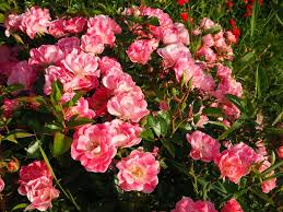 closeup of a bush of pink roses
