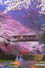 Japan Cherry Blossoms Kameoka Bridge