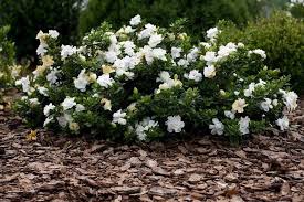 gardenia plant evergreen shrubs