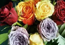 Cap bunga rose products are made from selected all natural ingredients, 100% halal certified, with no artificial additives or preservatives. Arti Warna Mawar Makna Simbolis Bunga Mawar Yang Berbeda Beda