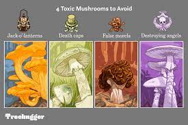 The mushrooms and men have similar dna. Wild Mushrooms What To Eat What To Avoid
