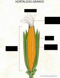 partes del maíz diagram quizlet