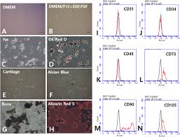 adipose tissue derived stem cells