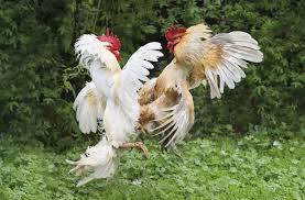 Maybe you would like to learn more about one of these? Why Do Roosters Crow