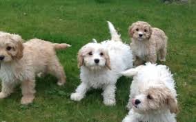 Browse the largest, most trusted source of cavapoo puppies for sale. Cavapoo Puppies For Sale Near Michigan Detroit Mi Usa Within 50 Miles